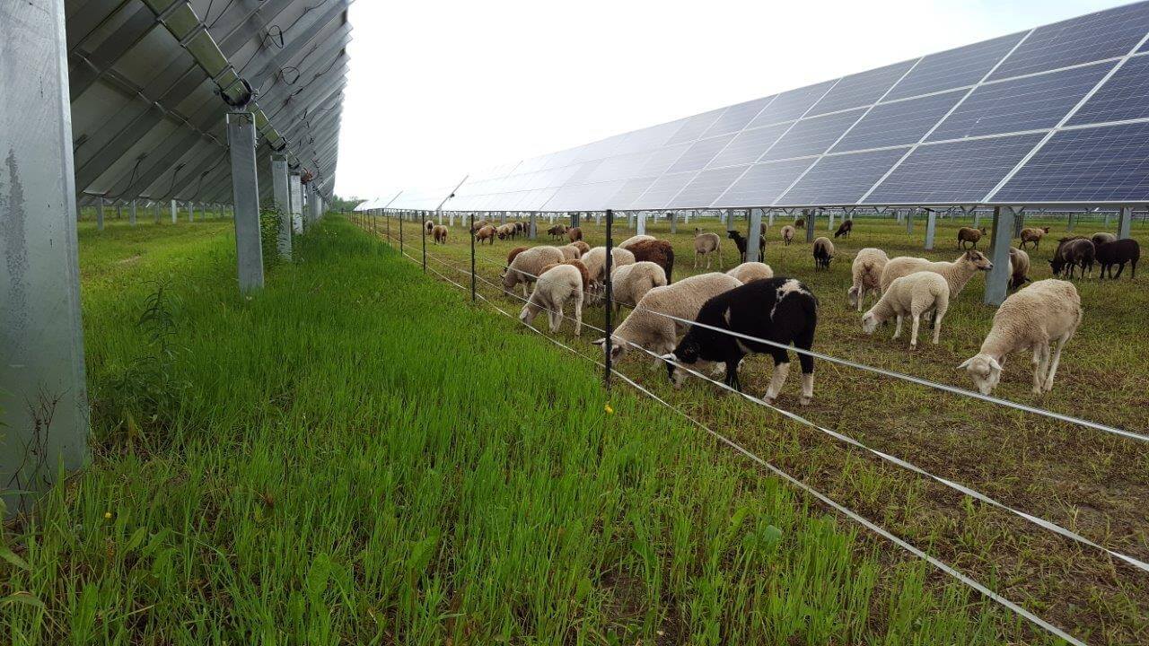 Hướng dẫn triển khai công nghệ đèn năng lượng mặt trời trong chăn nuôi