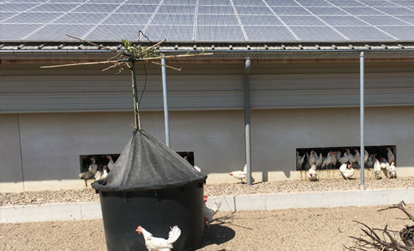 Lợi ích đèn năng lượng mặt trời trong chăn nuôi
