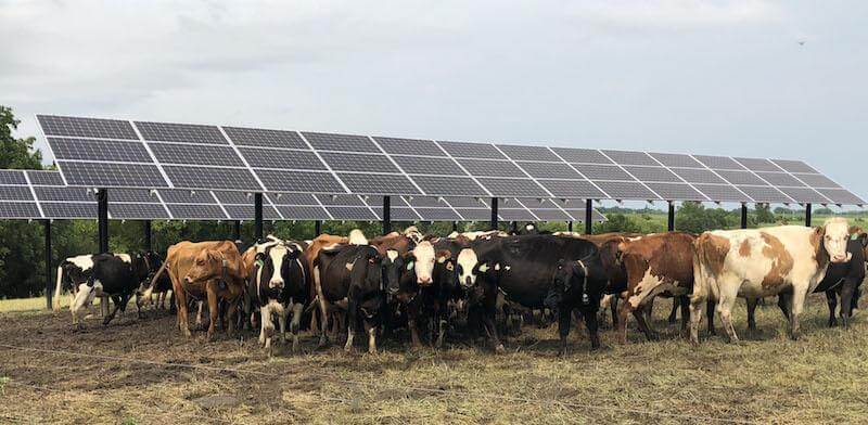 Ứng dụng thực tế của đèn năng lượng mặt trời trong chăn nuôi
