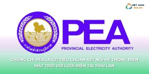 chung chi pea