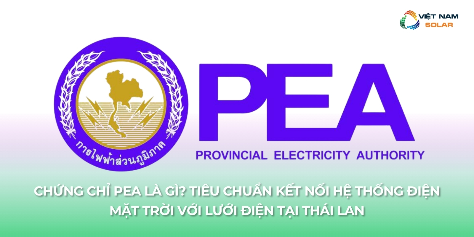 chung chi pea